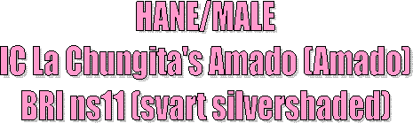 KULLAR/LITTERS 
GIC S*Catpearl's Biwa Pearl (Biwa)
BRI ns11/BRI ns12 (chinchilla)